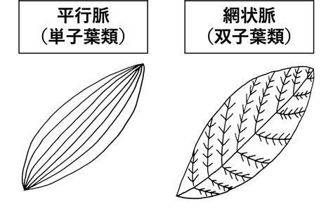 平行脈植物|平行脈と網状脈に別れたことについて 